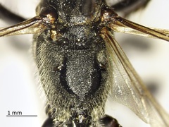 Ammophila