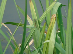 Calopteryx splendens