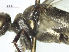Ammophila