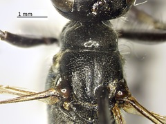 Ammophila