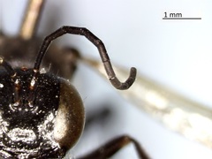 Ammophila
