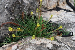 Bulbine abyssinica