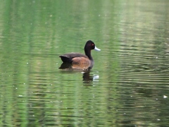 Netta erythrophthalma