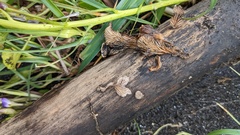 Schizophyllum commune