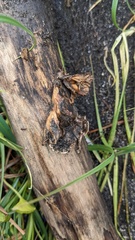 Schizophyllum commune