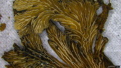 Schizophyllum commune