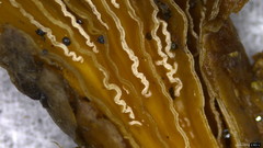 Schizophyllum commune