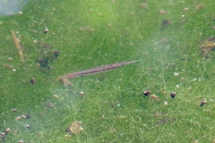 Dermogenys siamensis