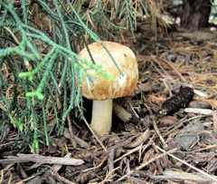 Agaricus nanaugustus