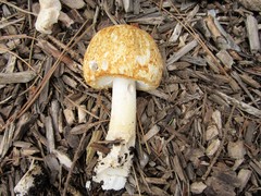 Agaricus nanaugustus