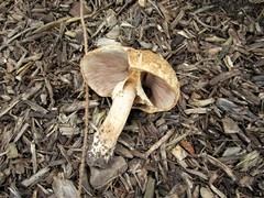 Agaricus nanaugustus