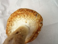 Agaricus nanaugustus