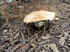 Agaricus nanaugustus