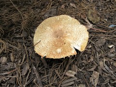 Agaricus nanaugustus