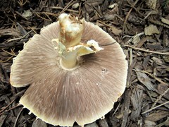 Agaricus nanaugustus