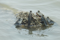 Periophthalmus chrysospilos