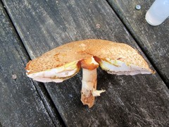 Agaricus nanaugustus