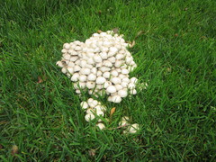 Britzelmayria multipedata