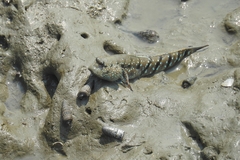 Boleophthalmus boddarti