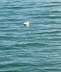 Chroicocephalus ridibundus