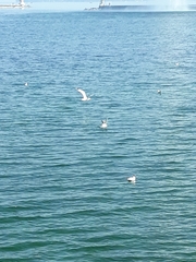 Chroicocephalus ridibundus