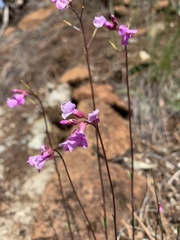 Arabis aculeolata