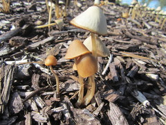 Parasola conopilea
