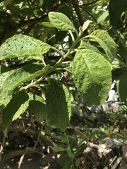 Eriophyes plucheae