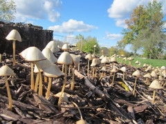 Parasola conopilea