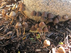 Parasola conopilea