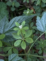 Galium echinocarpum
