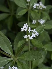 Galium echinocarpum