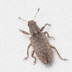 Sitona californius
