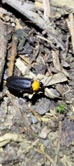 Abscondita cerata