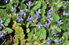 Ajuga decumbens