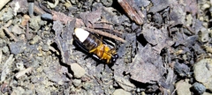 Abscondita cerata