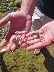 Ophiothrix spiculata