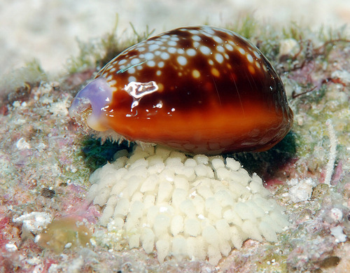 Honey Cowry