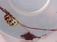 Metallactus pollens