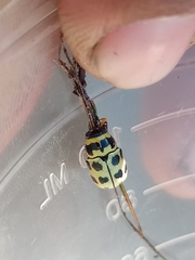 Metallactus pollens