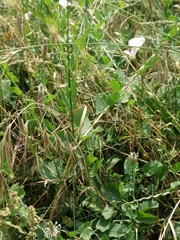 Platycnemis pennipes