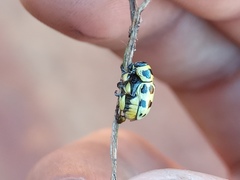 Metallactus pollens