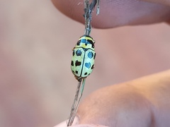 Metallactus pollens
