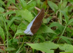Tanaecia flora