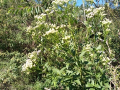 Chromolaena laevigata