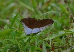 Tanaecia flora