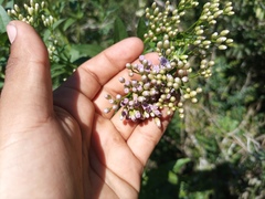 Chromolaena laevigata