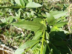 Chromolaena laevigata