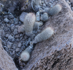 Mammillaria pottsii
