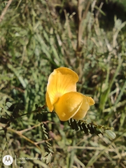 Aeschynomene montevidensis